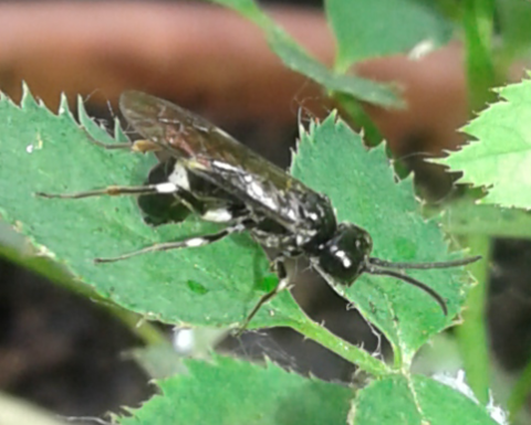 Tenthredinidae : femmina di Allantus cinctus?